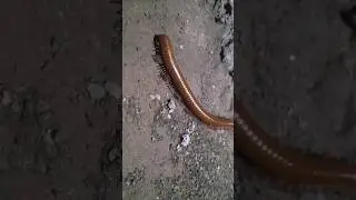 Trigoniulus corallinus in Motion: A Millipede's Mesmerizing Walk #Trigoniuluscorallinus #Millipede