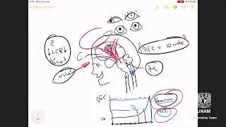 Bases neuroanat&oacute;micas del estado de conciencia