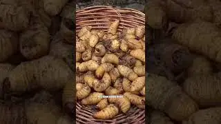 Это самая безумная еда в джунглях Амазонии? 😱
