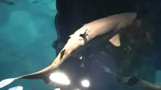 Adventure Aquarium opens Shark Bridge