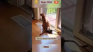 Cat Drama:😂😂😂 Betrayal, Fights, Tenderness & Existential Cries