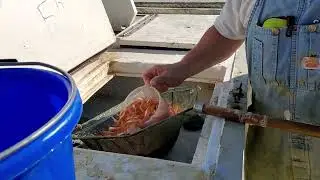 Stocking Fathead Minnows for Bass Forage