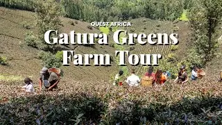 Exploring Kenya's Tea Culture | Quest Africa's Adventure at Gatura Greens Farm