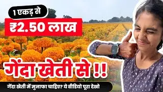 गेंदा फूल की खेती से लाखों की कमाई | Marigold Farming in India | गेंदा की पूरी जानकारी