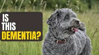 Dog Dementia Explained: What Every Pet Parent Should Know