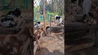 #daily farm#goatfarming