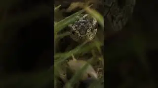 Rare Viper Hunts Tiny Insect