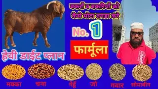 #बकरियों व बकरो को मोटा व तगड़ा करने का no.1  डाईट प्लान#trending#goat#bakr#viral#शोर्ट्स# 