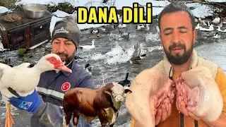 DANA DİLİ YİYORUZ !!! İLK DEFA BÖYLE ET YEDİK / DAĞLARA KAR YAĞDI / KARDA KOYUNLAR YAYLIMA GİDİYOR