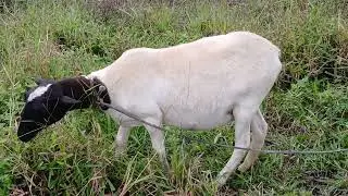 Pasto Bismuto lo Mejor para  Tu Ganaderia🐄🇬🇹🙏