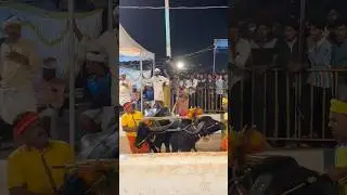 Kambala #racing #buffalo #kambala_fan #south #karnataka #buffalobills #minivlog #shorts #vlog