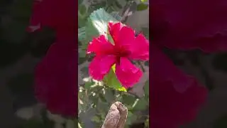 # Mandaara Mandaara&hellip;&hellip;..#red flower 🌹 #flowers #music #lovesongs #nature #garden #love