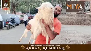 AK Goats Presenting Pune's Top Quality Bantam Miya the Lion I YK Goat Lover