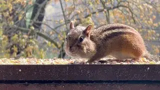 Chipmunk has water droplet on chin