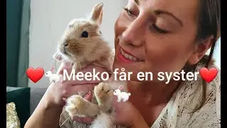 JAG KÖPER EN TILL KANINUNGE - VLOGG