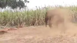 Chinnathambi elephant chased by a Kumki