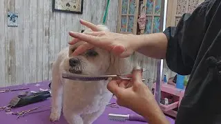 Watch me groom a Shihtzu-Bichon mix