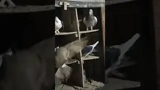 #new post #music #slowedandreverb #pigon #vairalvideo #pigeon #kabutarandekabdetehain #attitude