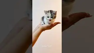 These Kittens Will Melt Your Heart 😻