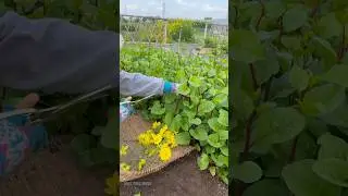 From Farm to Frying Pan | Fresh Veggie Cooking #Shorts #shortvideo #short #vegetables #farming #farm