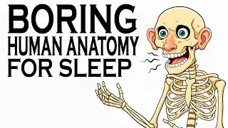 How The Five Senses Connect You To The World | Human Anatomy To Fall Asleep To