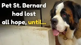 Pet St. Bernard with Special Needs finds new family in VOSD