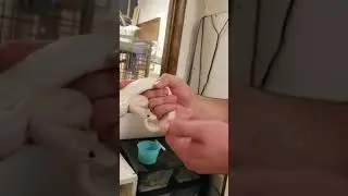 Ball Python BITES