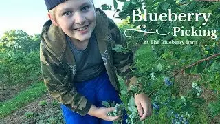 Blueberry Picking at The Blueberry Barn