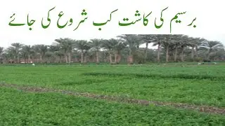 what is the best sowing time of  Barseem in Punjab Pakistan. Early sowing of barseem@cropReformer