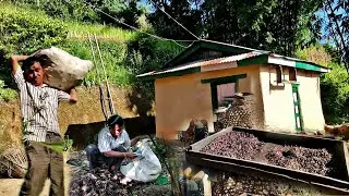 Cardamom Harvesting in Village Nepal | Hard working Farmers Life in Nepali Village | Rural Nepal