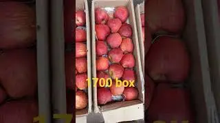 Kashmir kD apple rate today in kothapet market 29-10-2023.