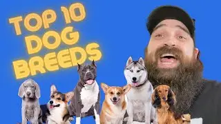 TOP 10 CANINE COUNTDOWN! Is your pup on this list? 10 Captivating Breeds That Will Steal Your Heart!