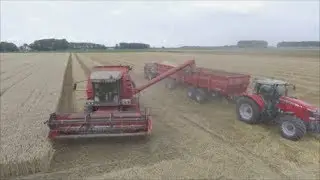 Tarwe dorsen 2019//mf 36
