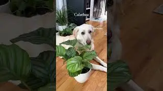 Pet-Friendly Houseplants