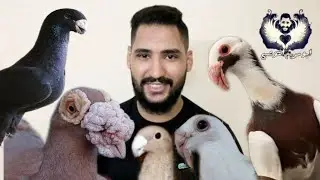 شرح انواع الحمام الوشوش والعضام سلسله تعليم انواع الحمام للمبتدئين الجزء الثالث