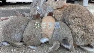 【くまとも】大久野島2025.12/うさぎ島/Rabbit Island①【Animaltravelvlog】