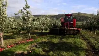 Apple Harvesting 2013