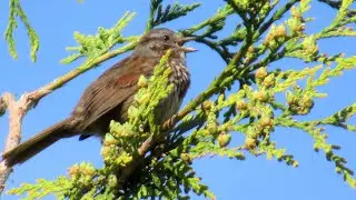 Song Sparrow Singing and Chirping : Beautiful Bird Sounds and Bird Song