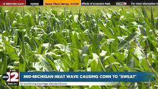 Mid-Michigan heat wave causing corn to 'sweat'