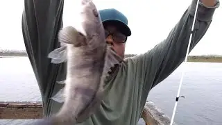 🎣pepper park,ray's,baby sheep's head