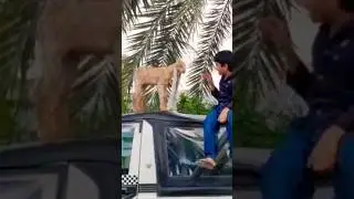 worlds longest ear goat Pakistani simba goat lovers