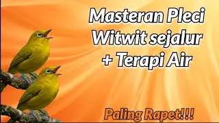 MASTERAN PLECI: Witwit Sejalur + Terapi Air
