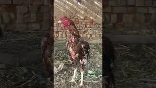 kamalia breed king home bard