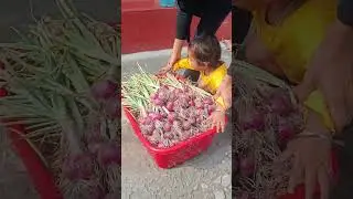 Onion🧅 harvesting # hantak chahigi tilhou singgei lokaa full video houren thagatcharakkee 😊😊😊