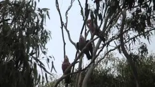 Australian galah bizarre behaviour, hilarious! Great Ocean Road 2014