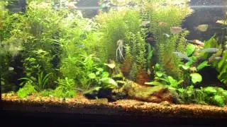 Best Clean up Crew Fish