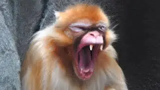 Cri de singe