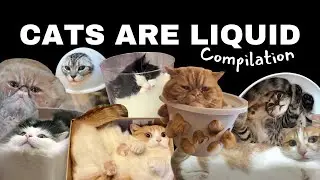Cats Are Liquid