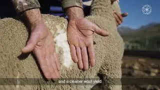 Epol | Elite Lamb Grower