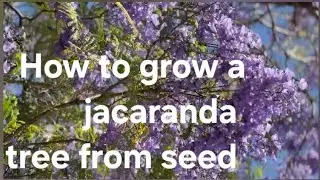 How to grow a jacaranda tree from seed - growing instructions